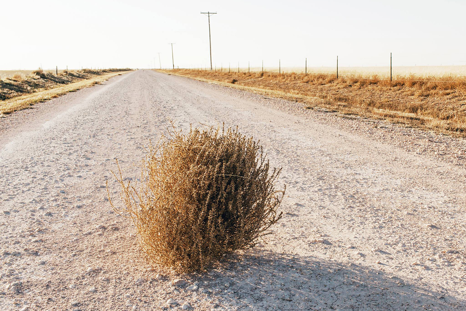 Photo of tumbleweed